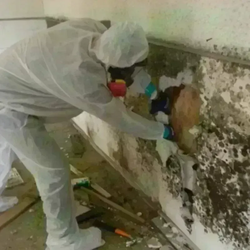 Mold Remediation and Removal in Johnston County, NC